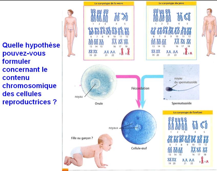 Hypothèse sur la formation des cellules reproductrices.Cliquer sur l'image pour l'agrandir.
